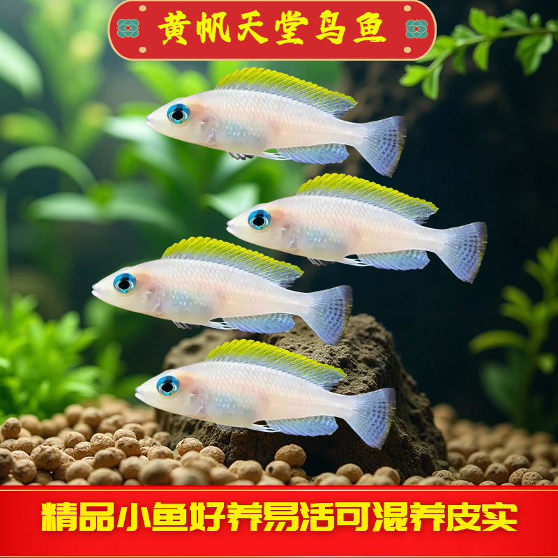 黄帆天堂鸟活体鱼非洲坦鲷观赏鱼水族淡水宠物群游三湖慈鲷小型鱼