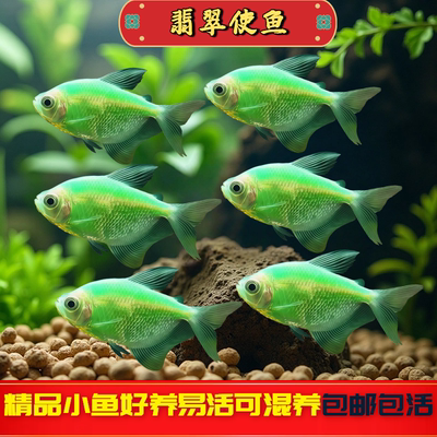 翡翠天使鱼观赏鱼大号淡水热带鱼小型鱼活体鱼苗好养耐活七彩鱼