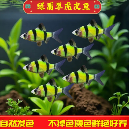 绿翡翠虎皮鱼活体热带鱼观赏鱼新手淡水好养活草缸群游鱼小型鱼苗