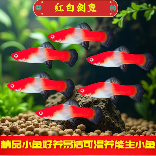 红白剑鱼热带鱼观赏鱼小型胎生鱼
