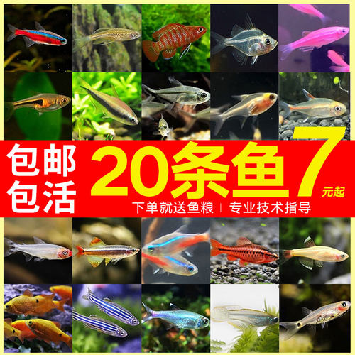 红绿灯宝莲灯观赏鱼小型鱼淡水