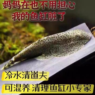 琵琶鱼琵琶鱼双吸盘冷水不加温