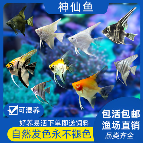 神仙鱼红头三色秘鲁燕鱼淡水活体