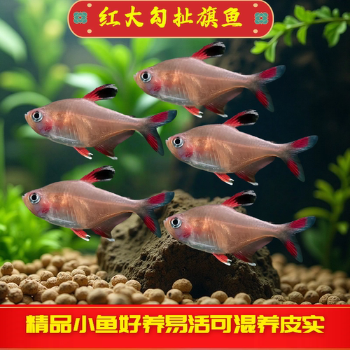 红大勾扯旗鱼活体鱼观赏鱼