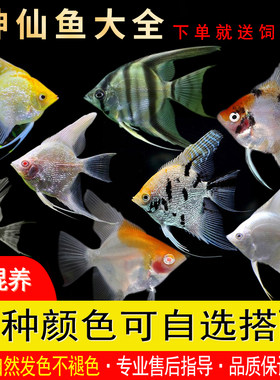 神仙鱼鱼苗红头三色淡水秘鲁蓝魔
