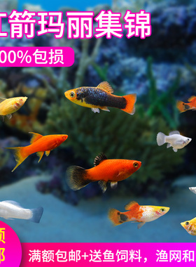 黑玛丽鱼观赏鱼热带鱼米奇鱼月光胎生鱼皮球鱼红剑鱼淡水好养耐活