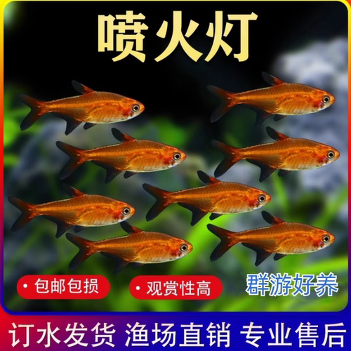 喷火灯鱼热带鱼观赏鱼草缸群游