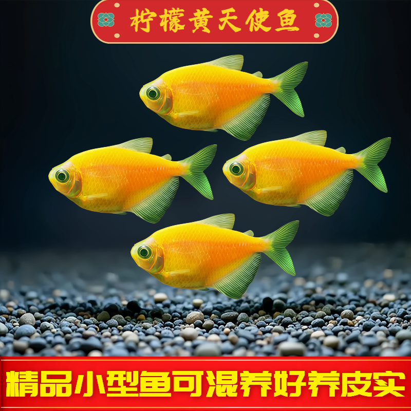 柠檬天使鱼观赏鱼大号淡水热带鱼