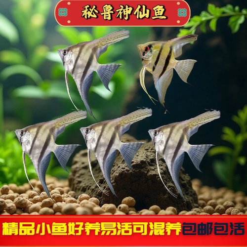 秘鲁神仙鱼热带观赏鱼神仙鱼燕鱼秘鲁七彩神仙鱼小型鱼苗活体淡水