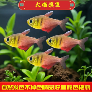 火焰旗鱼红尾梦幻旗鱼热带观赏