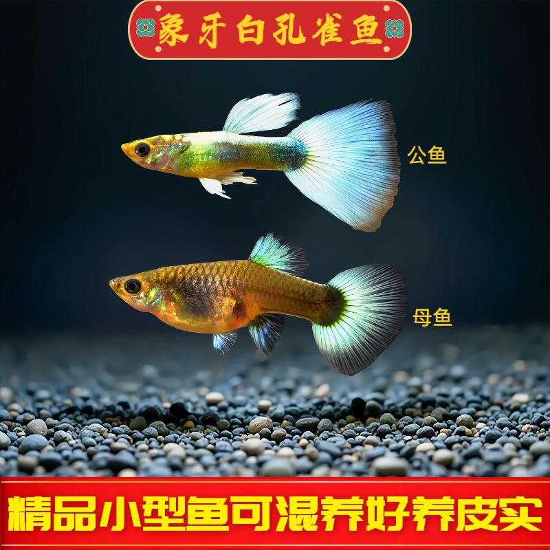 象牙白孔雀鱼活鱼热带观赏鱼