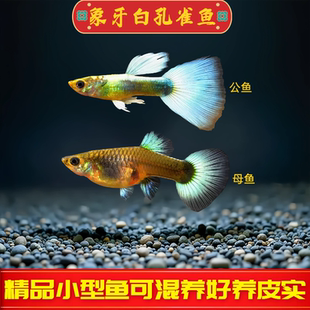 象牙白孔雀鱼活鱼热带观赏鱼小型淡水鱼凤尾鱼胎生鱼好养会生小鱼
