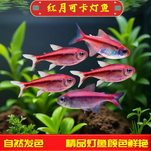 红月可卡灯鱼南美灯科鱼小型热带
