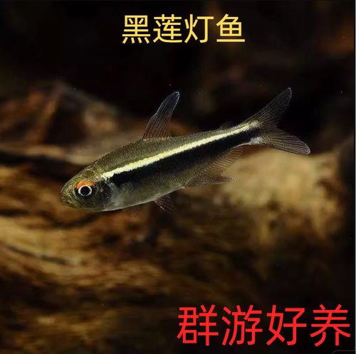 黑莲灯鱼淡水小型群游鱼草缸鱼