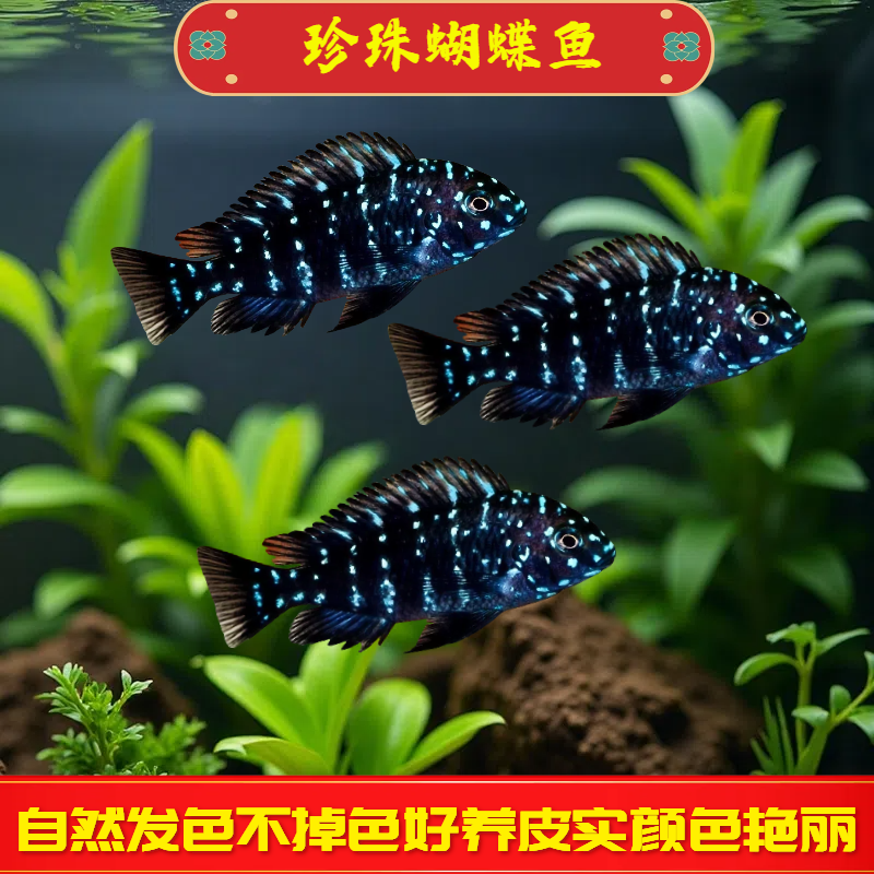 珍珠蝴蝶鱼三湖慈鲷坦鲷鲷鱼