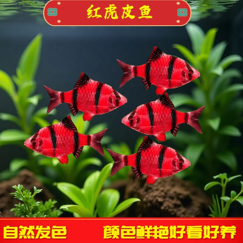 红虎皮鱼观赏鱼小型淡水鱼