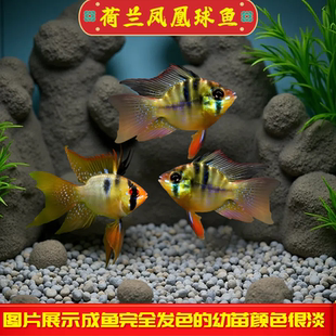 荷兰凤凰球鱼蓝波子阿凡达短鲷金波子热带观赏鱼小型鱼活体宠物鱼