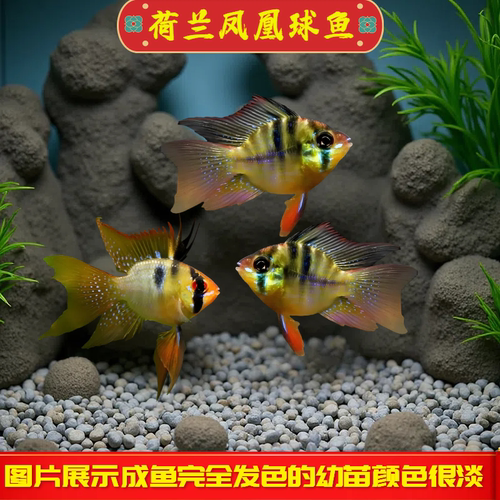 荷兰凤凰球鱼蓝波子阿凡达短鲷