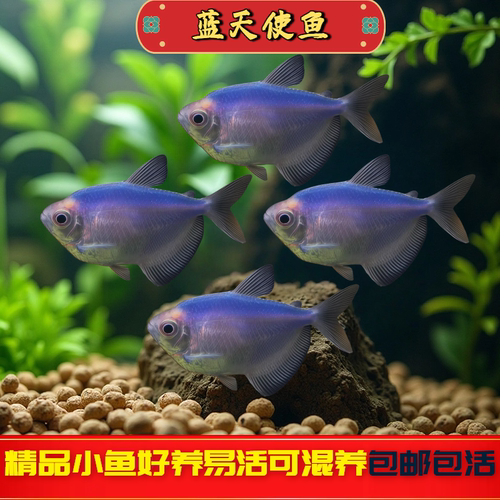 蓝天使鱼观赏鱼大号淡水热带鱼小型鱼活体鱼苗好养耐活七彩多彩鱼