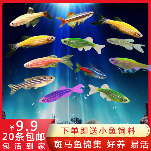 观赏绿翡翠大号荧光豹纹斑马鱼