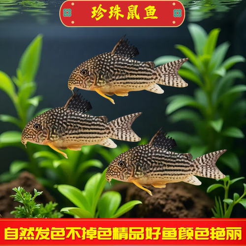 珍珠鼠鱼小型热带观赏鱼