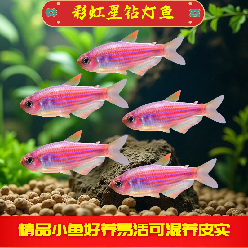 彩虹星钻观赏鱼南美中高端灯鱼