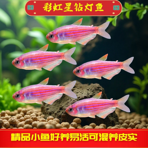 彩虹星钻观赏鱼南美中高端灯鱼