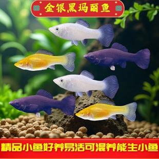 玛丽鱼胎生鱼会生小鱼黑玛丽鱼小型热带观赏鱼好养耐活可混养繁殖