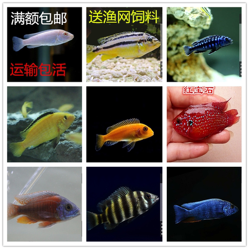 小型三湖慈鲷观赏鱼非洲王子