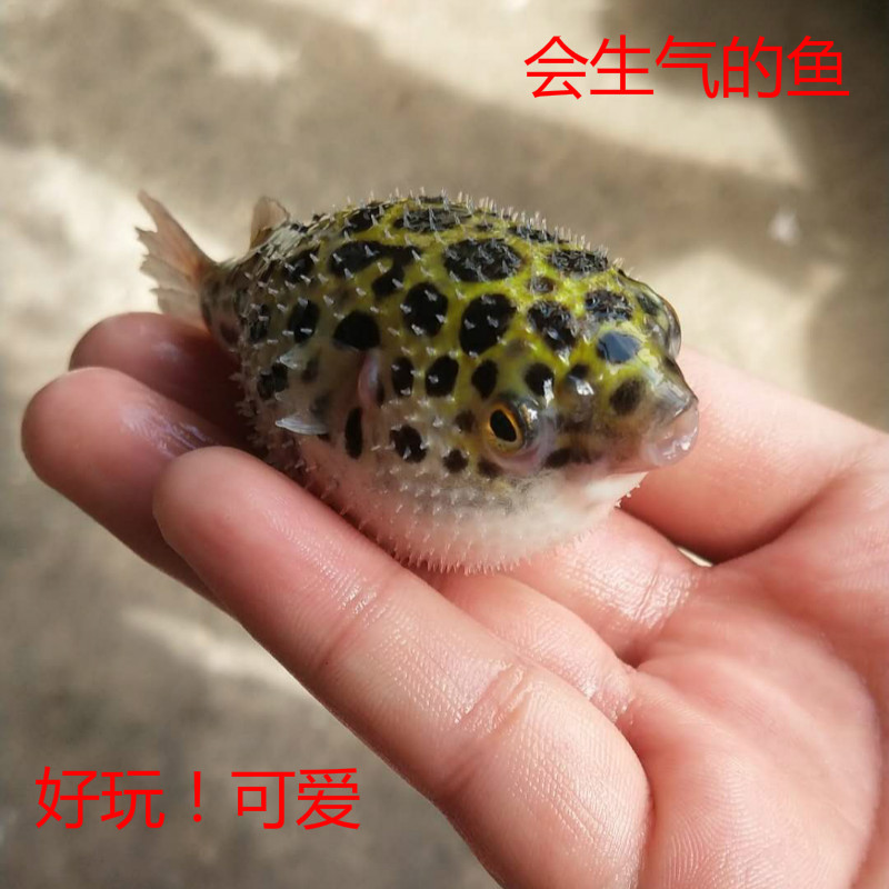 河豚鱼潜水艇巧克力娃娃狗头生气