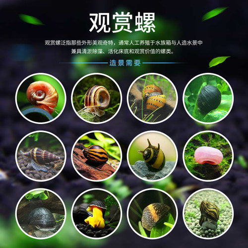 观赏螺除藻淡水宠物黄金螺杀手螺