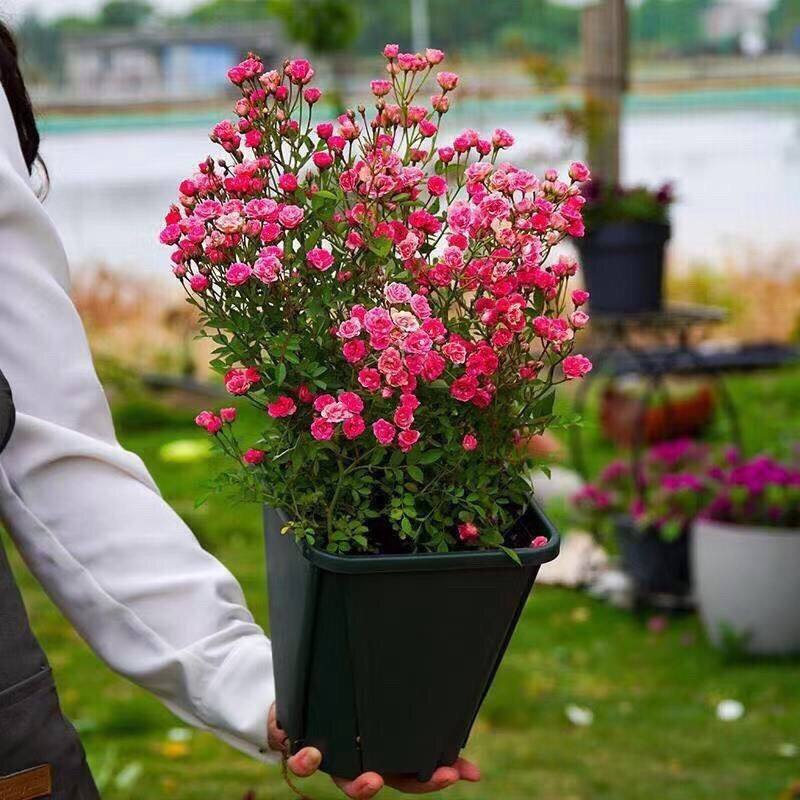 红超微月季带花苞迷你小月季四季开花袖珍月季绿植花卉桌面盆栽
