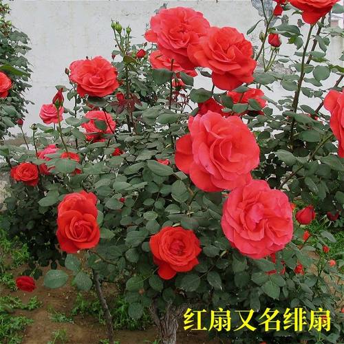 绯扇国月大花浓香型月季庭院公园玫瑰花特大月季花红扇月季地栽
