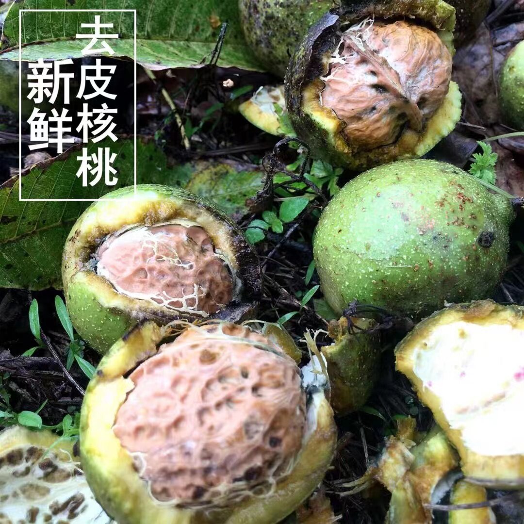 2026年新鲜湿核桃云南漾濞现摘孕妇专用一级大果去青皮新鲜生黑桃