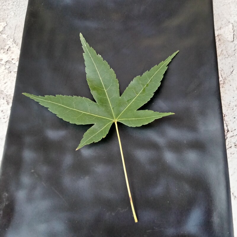 鸡爪槭树叶青枫叶日本红枫红小袖叶鸡爪枫叶紫红鸡爪槭叶干植物叶