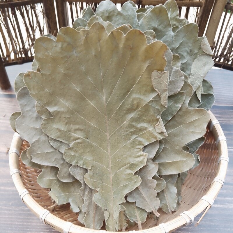 新鲜干粽叶槲树叶玻璃树叶胡叶菠萝树叶植物叶子每份100片包邮