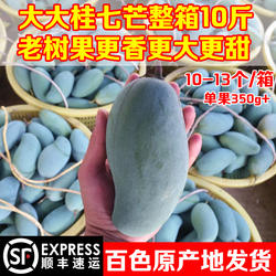 正宗田东桂七芒果净果9斤顺丰包邮新鲜水果广西百色老树大桂7香芒
