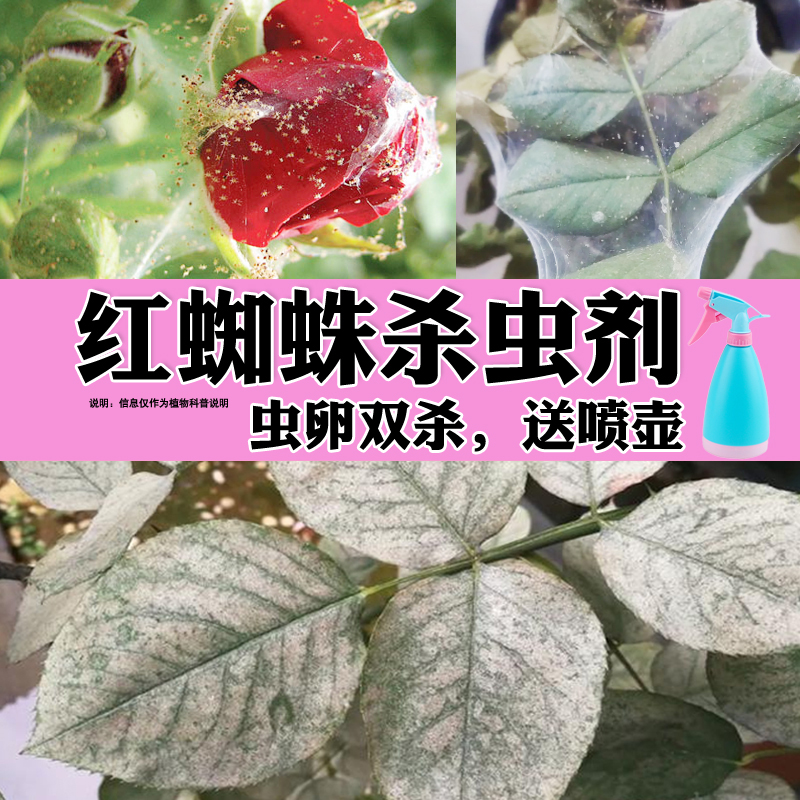 红蜘蛛花用药花卉植物杀虫剂杀螨剂蔬菜蚜虫小菜蛾阿维菌素农药