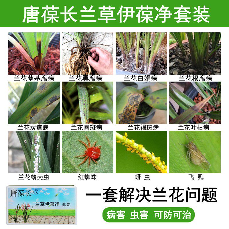 唐葆长兰花药病虫防除套装蚧壳虫蚜虫飞虱茎基腐烂根黑斑炭疽尖枯
