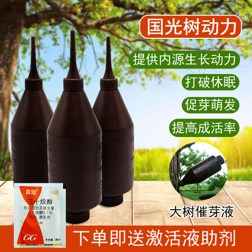 国光树动力大树营养液插瓶促发芽
