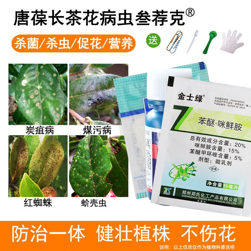 茶花病虫害防治花药茶梅杀虫杀菌杀蚜虫蚧壳虫山茶炭疽叶斑黄枯叶