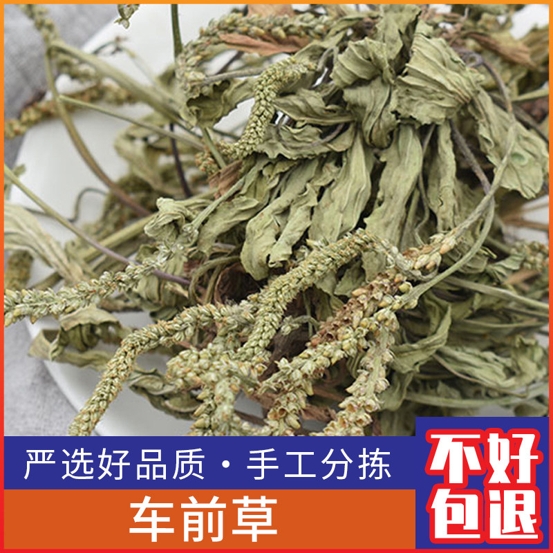 车前草车前草茶 500克新晒猪耳草 车轮菜 野生全草干品包邮