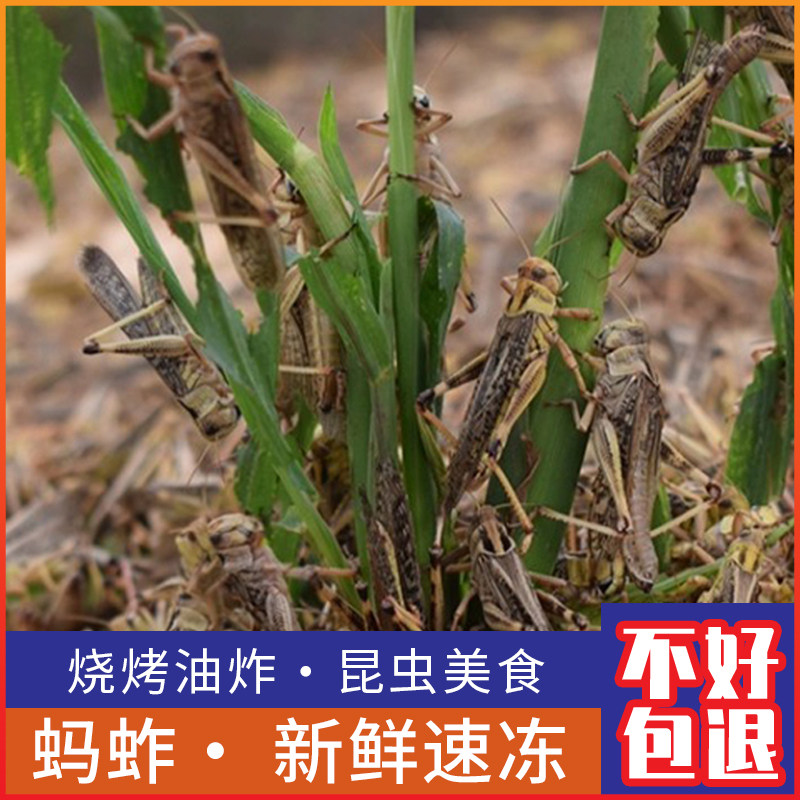 新鲜蚂蚱昆虫美食蝗虫活体冷冻