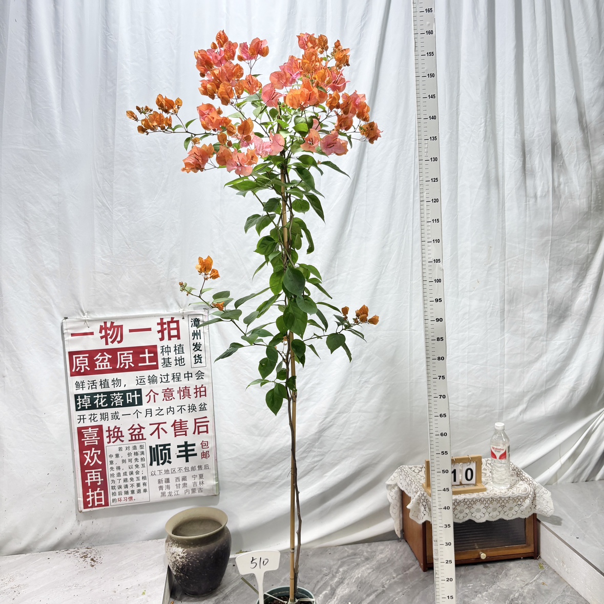 高飘【波妹】510一物一拍漳州三角梅原生带盆土四季勤花阳台