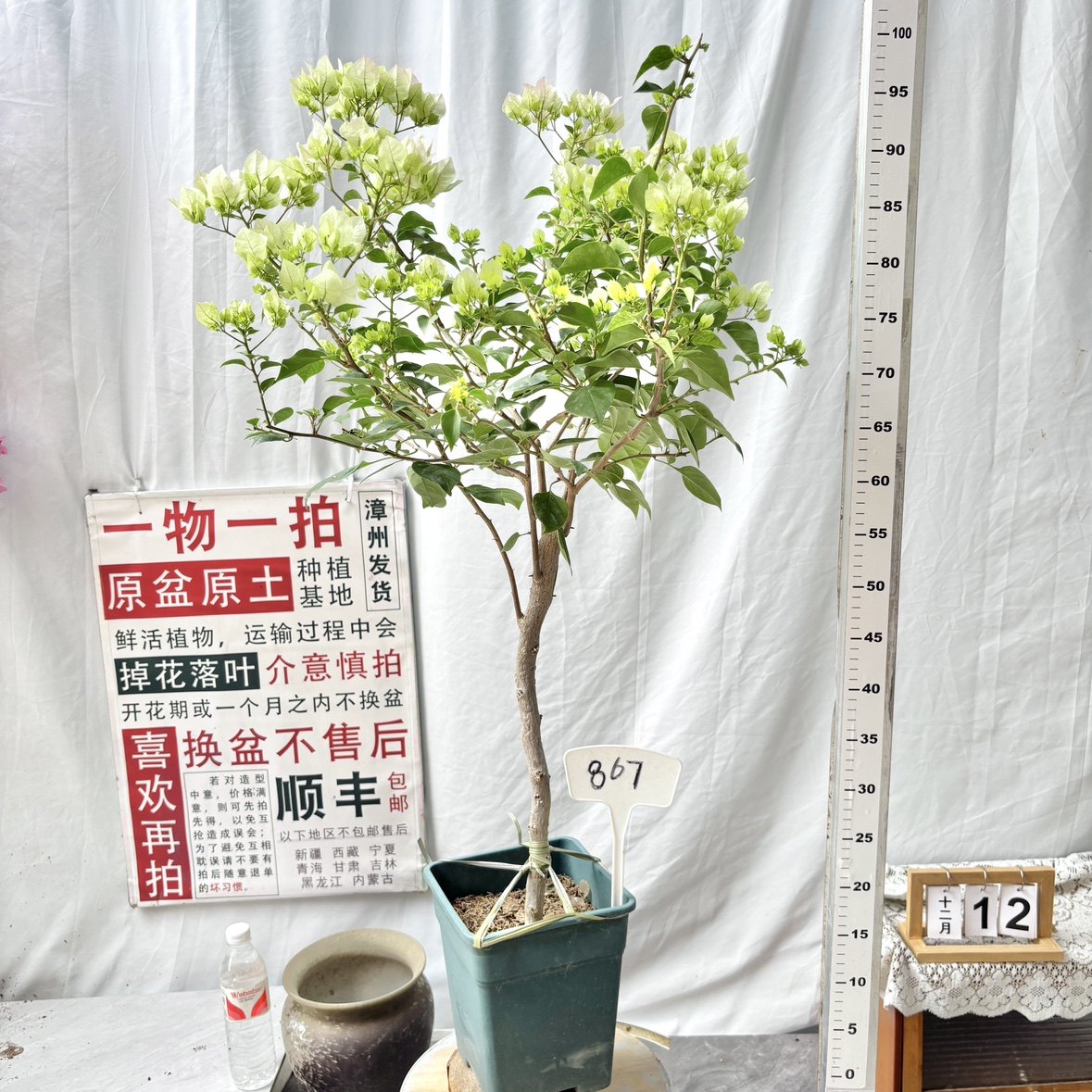 高杆方盆【绿樱】867一物一拍漳州三角梅原生带盆土四季勤花,鲜花速递/花卉仿真/绿植园艺,绣球/木绣球/木本植物,淘宝优惠券,粉丝福利购,淘宝优惠卷