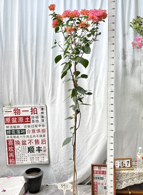 高飘【波妹】393一物一拍漳州三角梅原生原盆土四季勤花阳台
