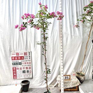 高飘【漳红樱】342一物一拍漳州三角梅原生盆土四季勤花阳台