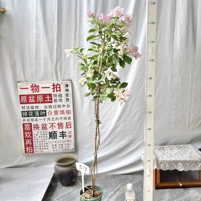 高飘【金夫人】 518一物一拍漳州三角梅原生带盆土四季勤花庭院
