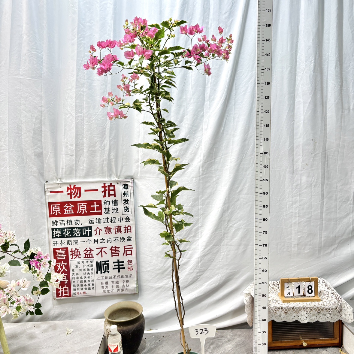 高飘【蜡染粉】 323一物一拍漳州三角梅原生带盆土四季勤花阳台