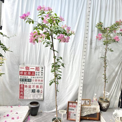 高飘【广红樱】353一物一拍漳州三角梅原生带盆土四季勤花